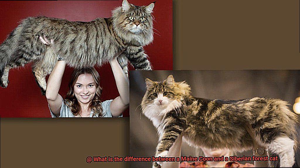 What is the difference between a Maine Coon and a Siberian forest cat-3