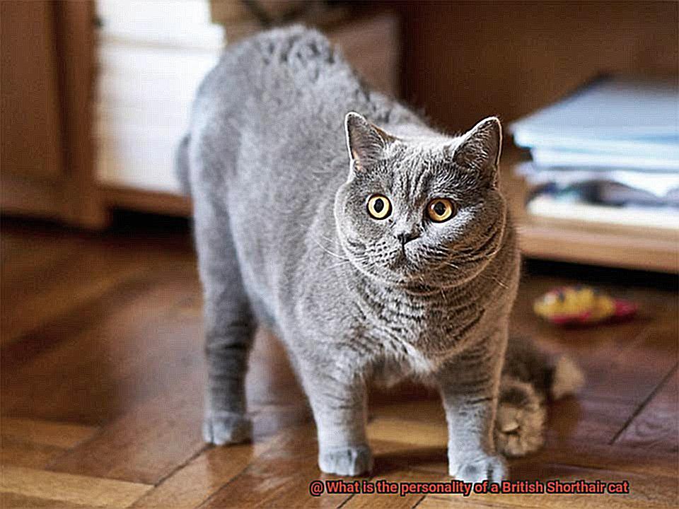 What is the personality of a British Shorthair cat-3