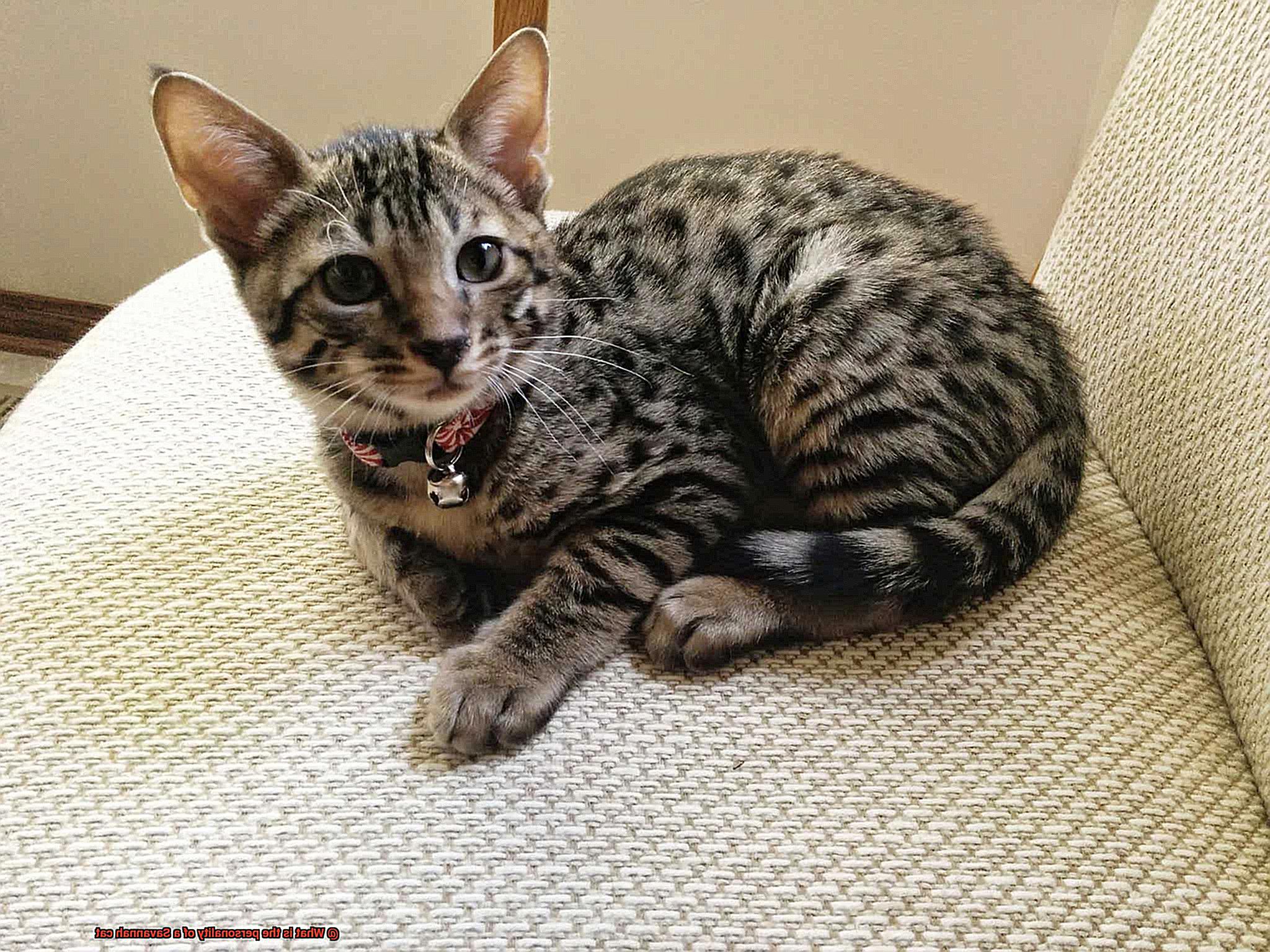 What is the personality of a Savannah cat-2