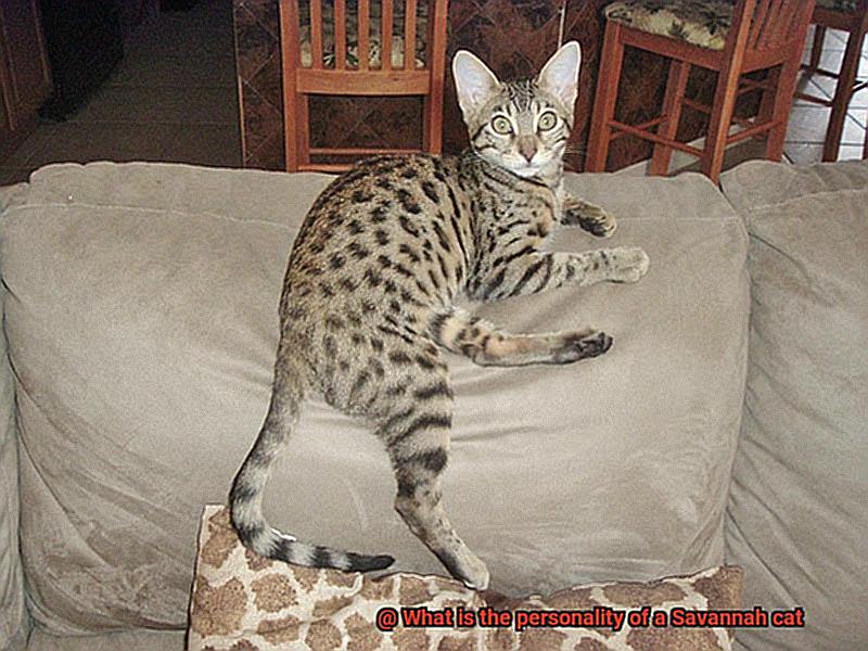 What is the personality of a Savannah cat-3