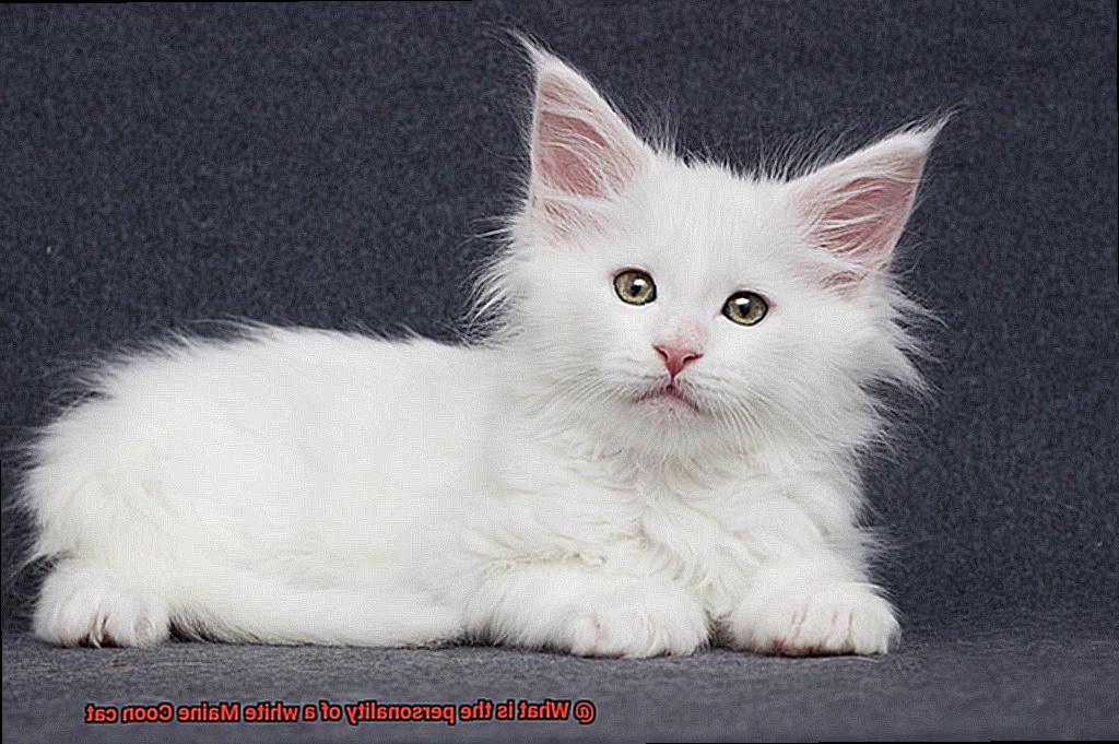 What is the personality of a white Maine Coon cat-6