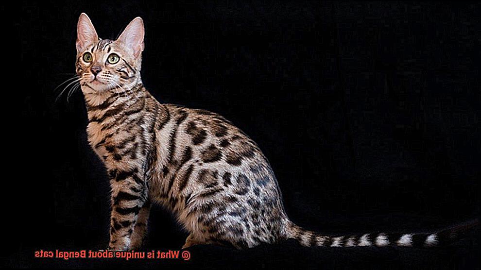 What is unique about Bengal cats-3