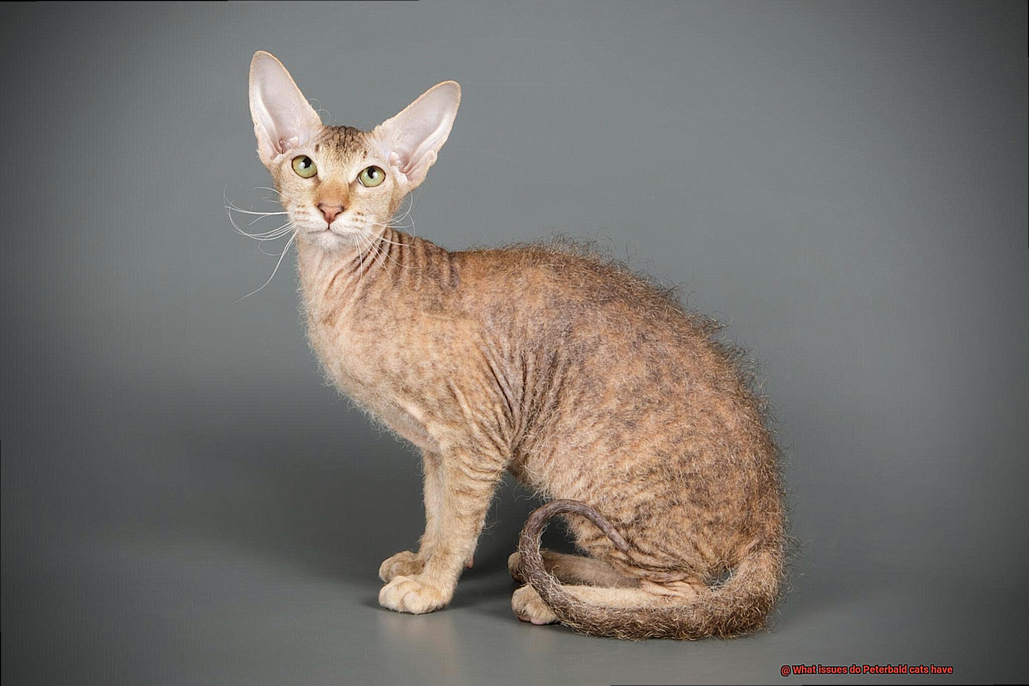 What issues do Peterbald cats have-3