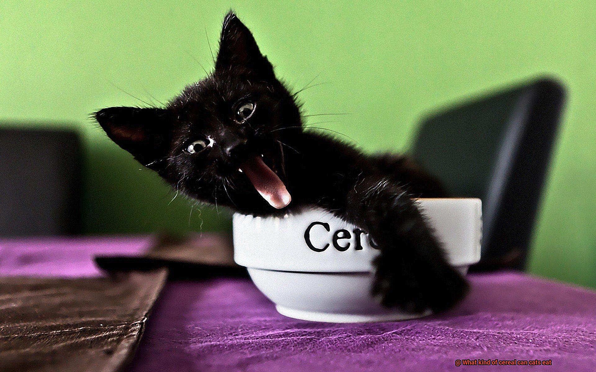 What kind of cereal can cats eat-4