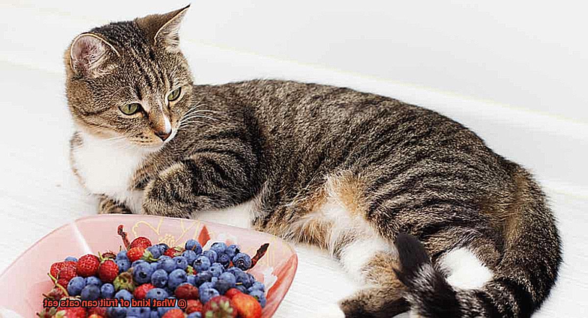 What kind of fruit can cats eat-2