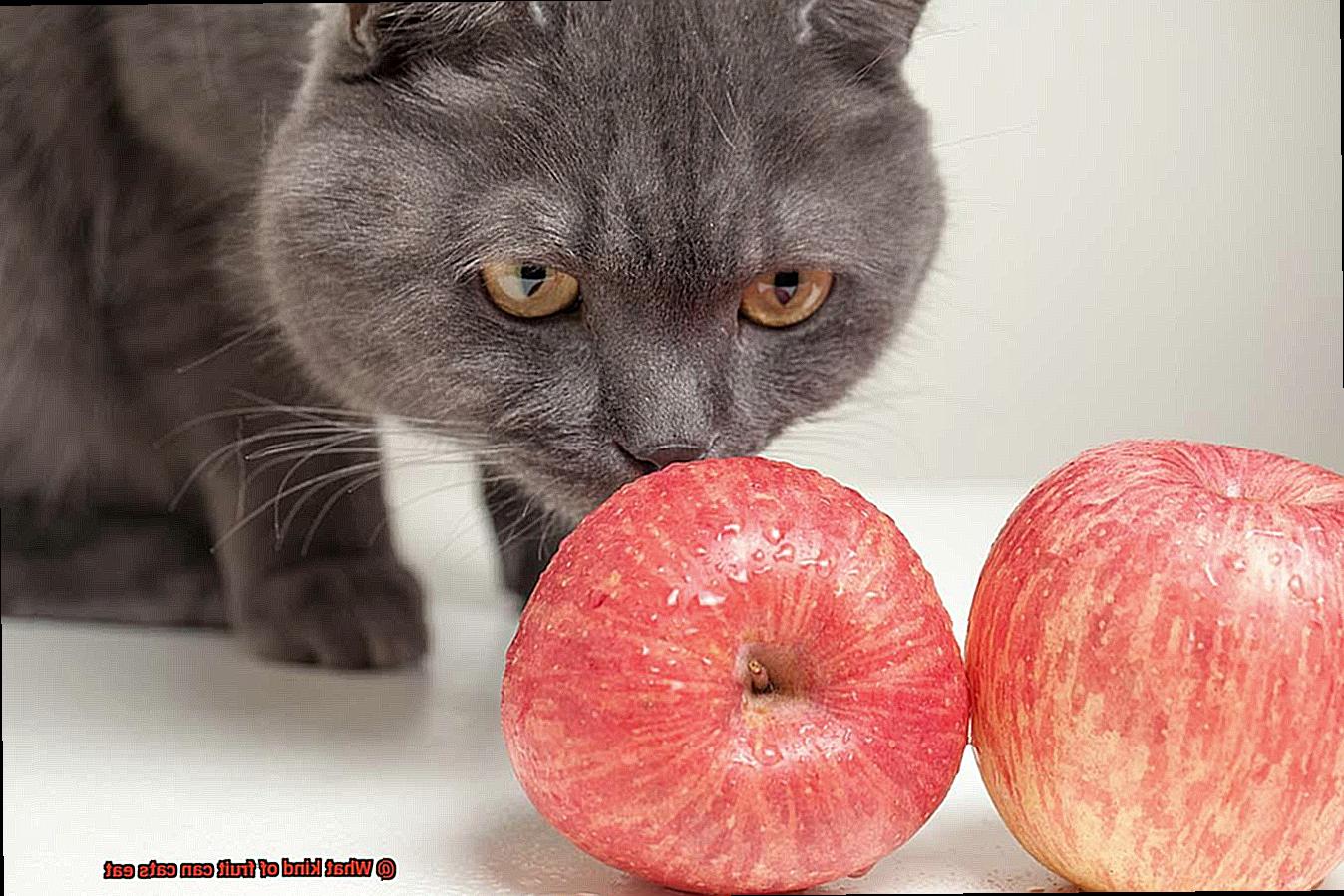 What kind of fruit can cats eat-3