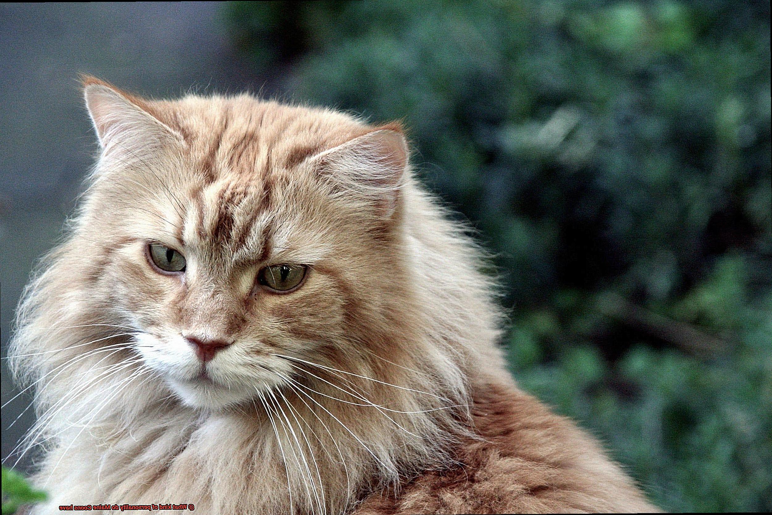 What kind of personality do Maine Coons have-2