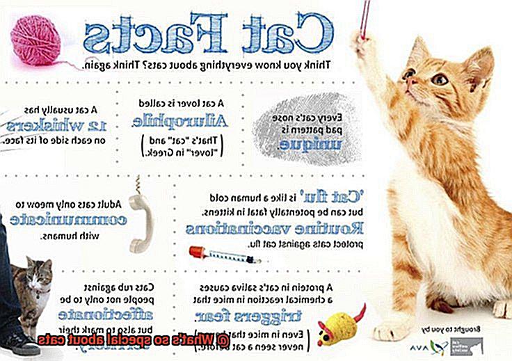 What's so special about cats-5
