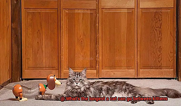 What's the longest a cat can go between kittens-2