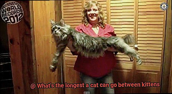 What's the longest a cat can go between kittens-4