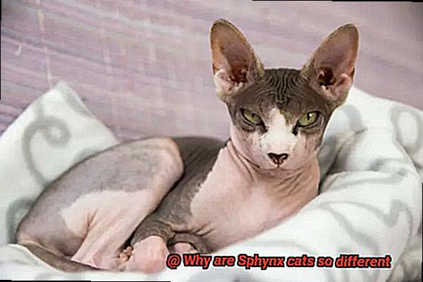 Why are Sphynx cats so different-6