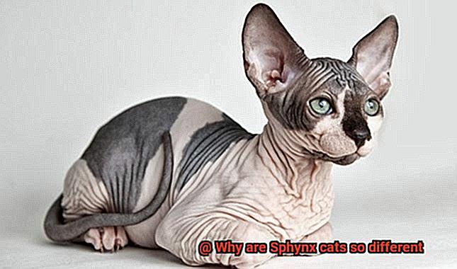 Why are Sphynx cats so different-7