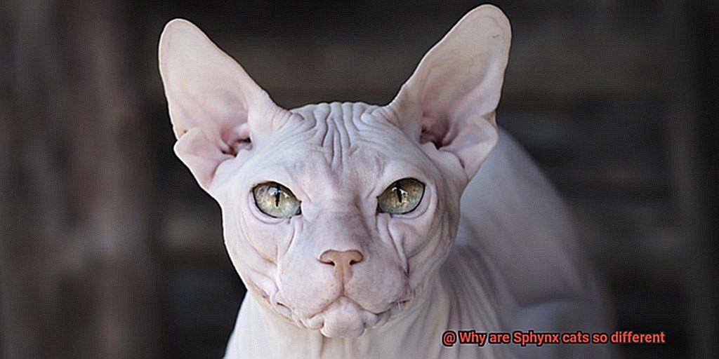 Why are Sphynx cats so different-3