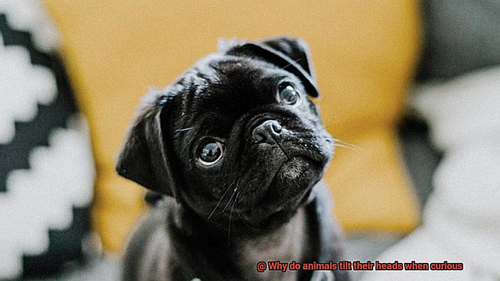 Why do animals tilt their heads when curious?