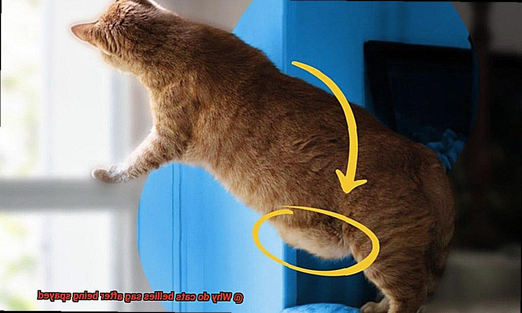 Why do cats bellies sag after being spayed-6