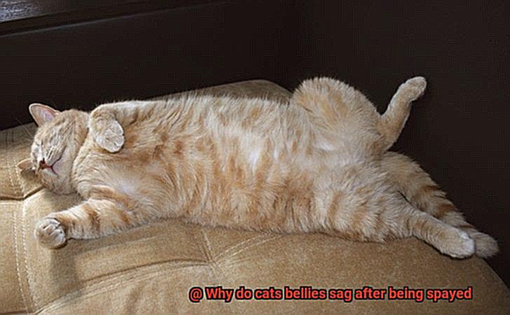 Why do cats bellies sag after being spayed-4