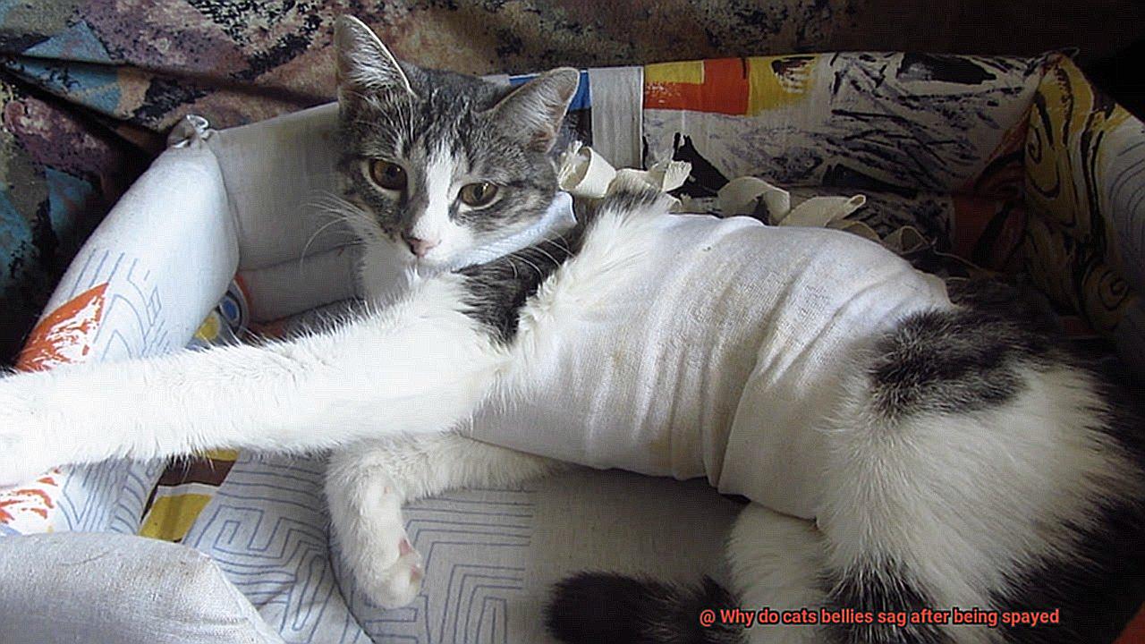 Why do cats bellies sag after being spayed-2