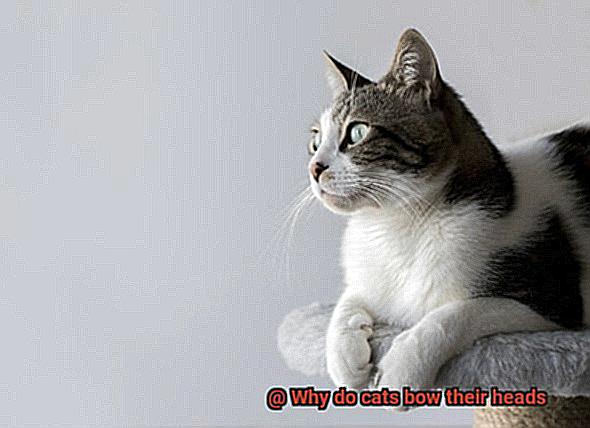 Why do cats bow their heads-3