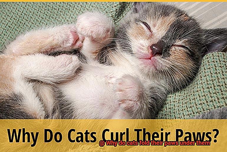 Why do cats fold their paws under them?