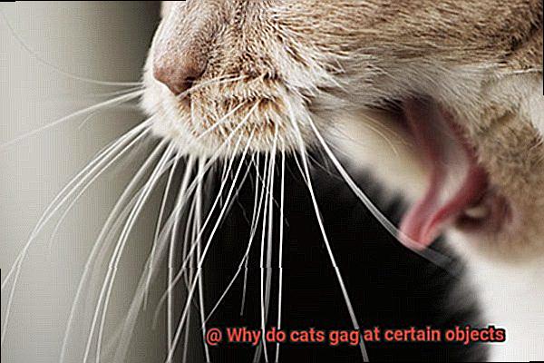 Why do cats gag at certain objects-3