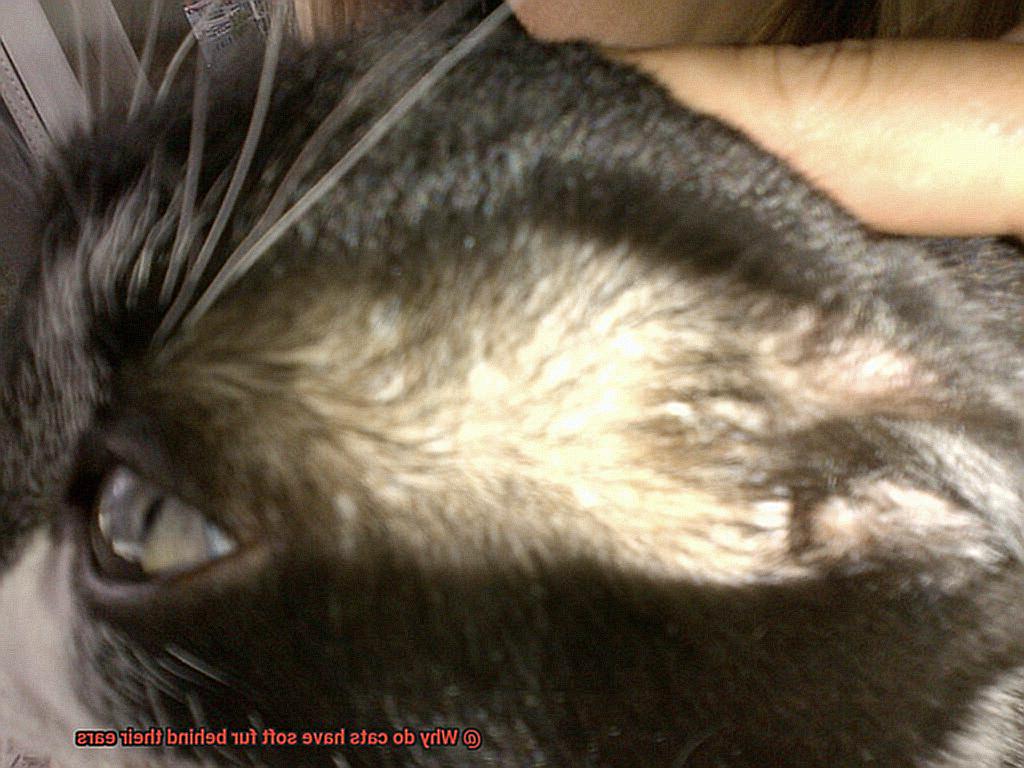 Why do cats have soft fur behind their ears-4