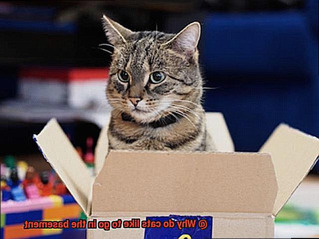 Why do cats like to go in the basement-7