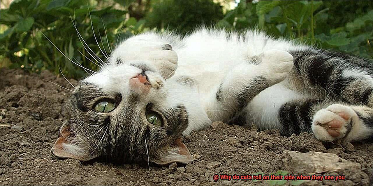 Why do cats roll on their side when they see you-2