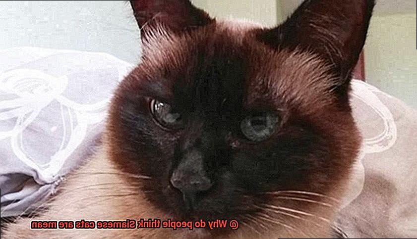 Why do people think Siamese cats are mean-4