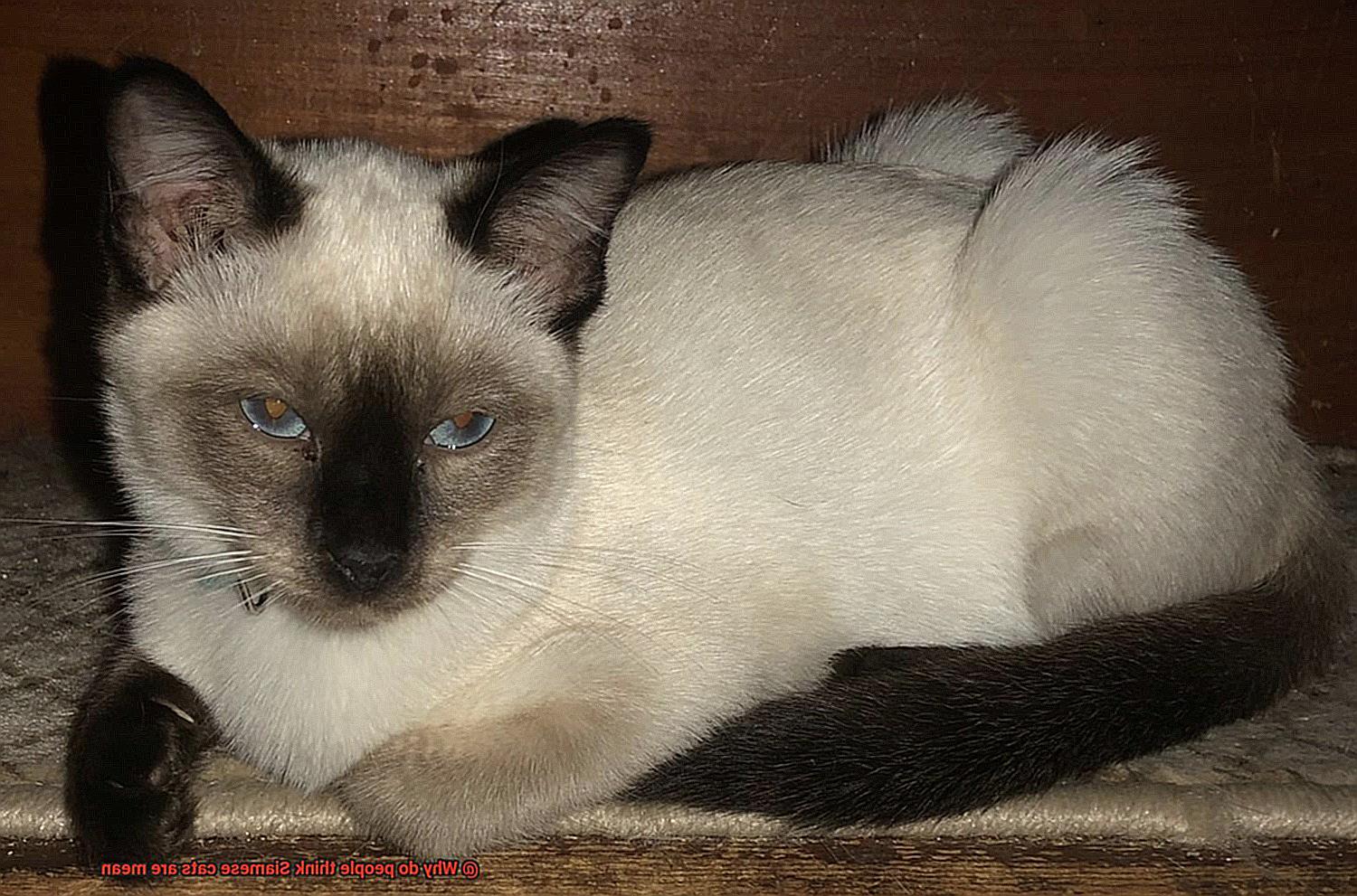 Why do people think Siamese cats are mean-2