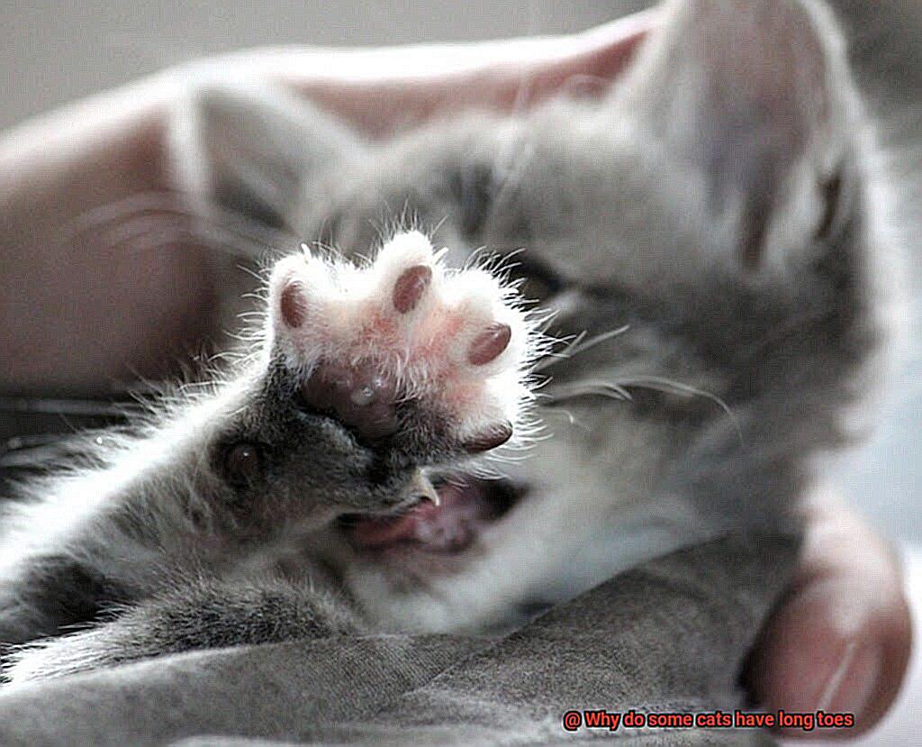 Why do some cats have long toes-3