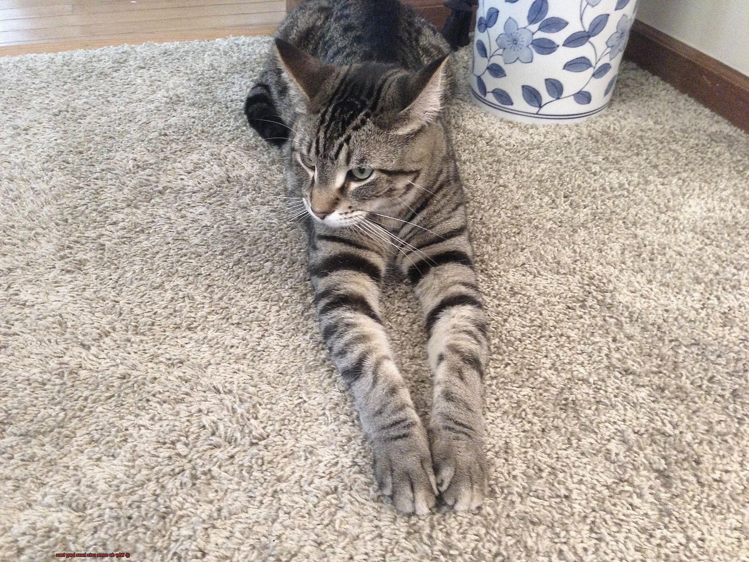 Why do some cats have long toes?