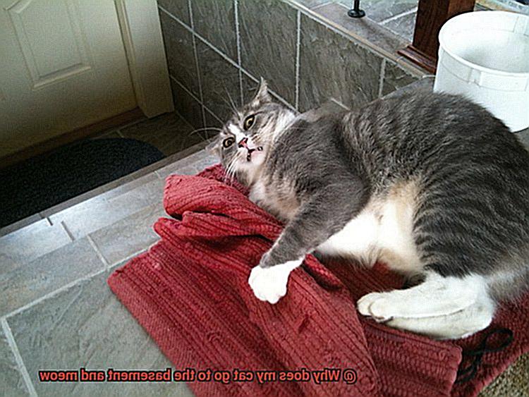 Why does my cat go to the basement and meow-5