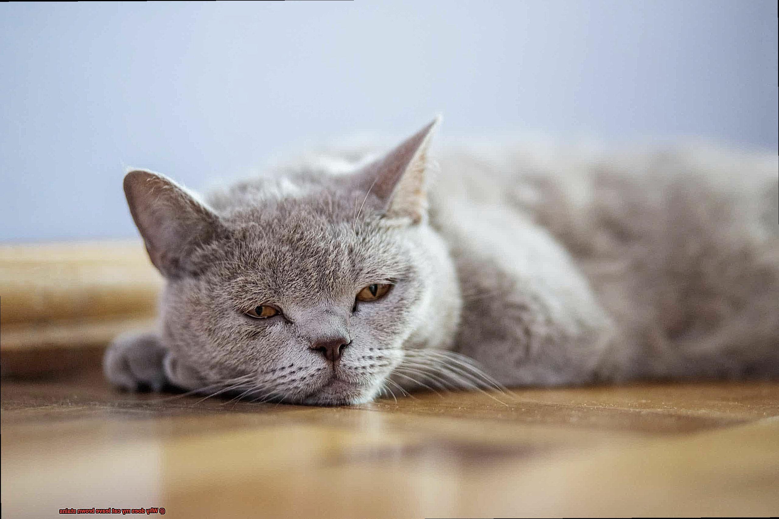 Why does my cat leave brown stains-4