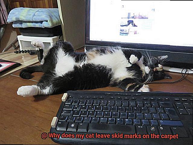 Why does my cat leave skid marks on the carpet-3