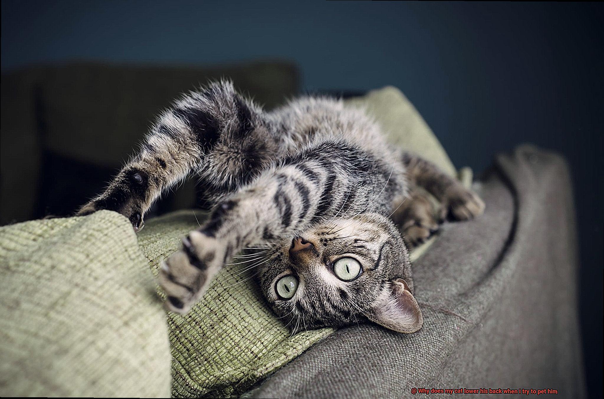 Why does my cat lower his back when I try to pet him-10