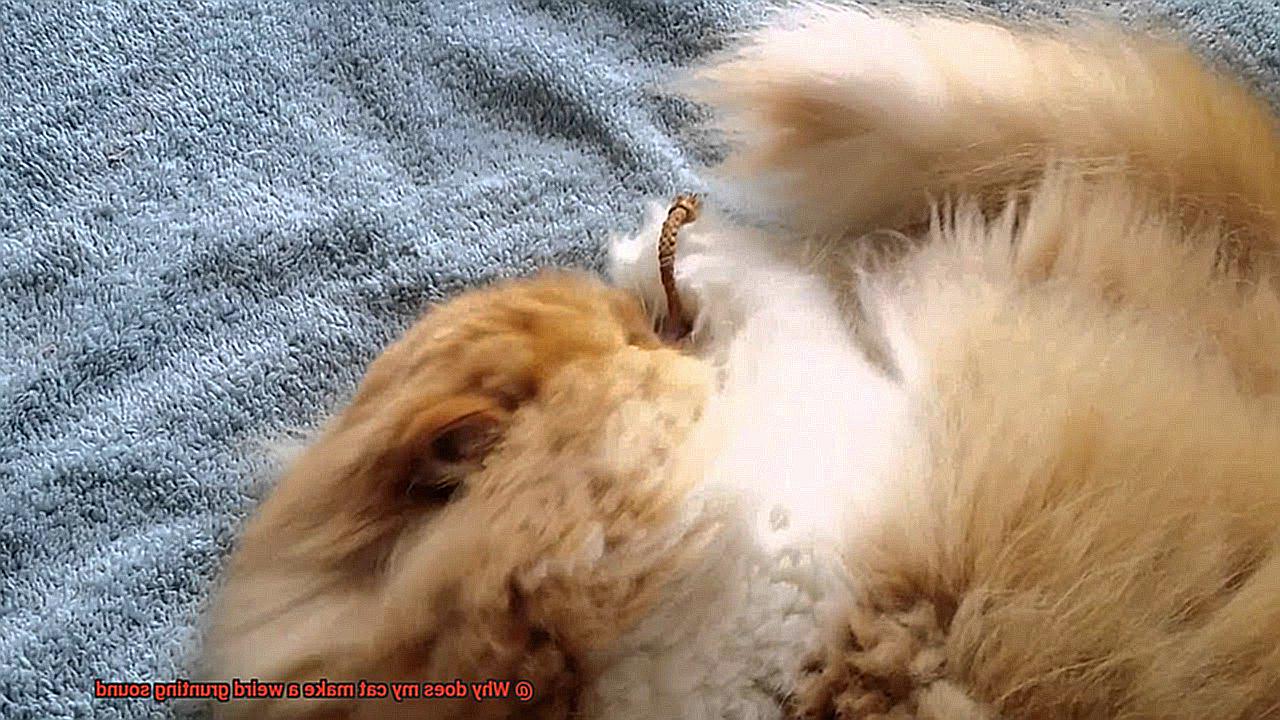 Why does my cat make a weird grunting sound? - 21Cats.org - Why Does My Cat Make Loud Screeching Sounds