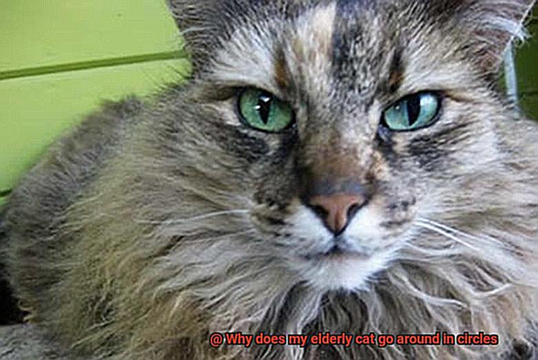 Why does my elderly cat go around in circles-4