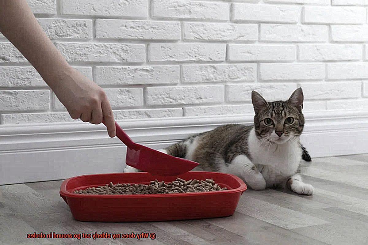 Why does my elderly cat go around in circles-2