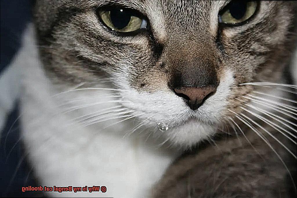 Why is my Bengal cat drooling-6