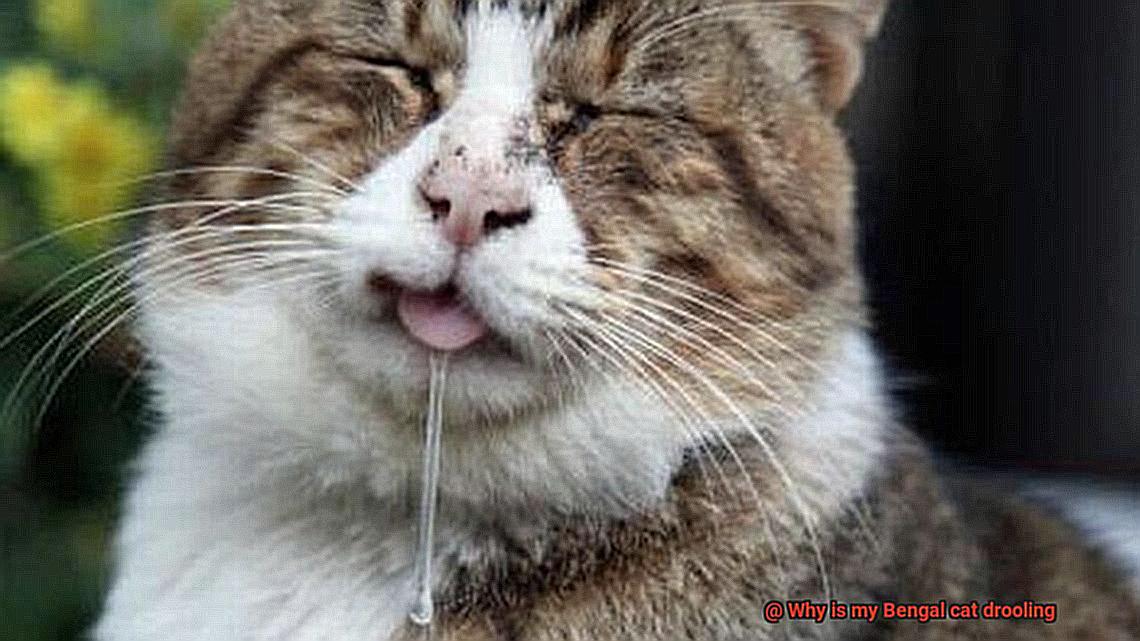 Why is my Bengal cat drooling-7