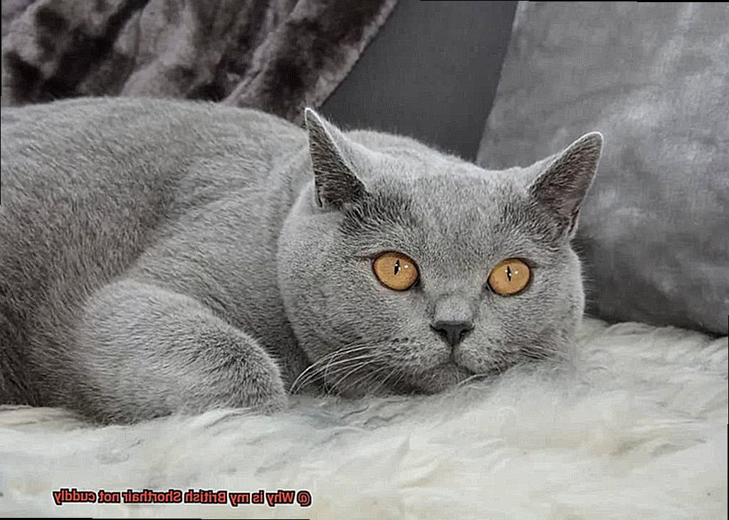 Why is my British Shorthair not cuddly-4