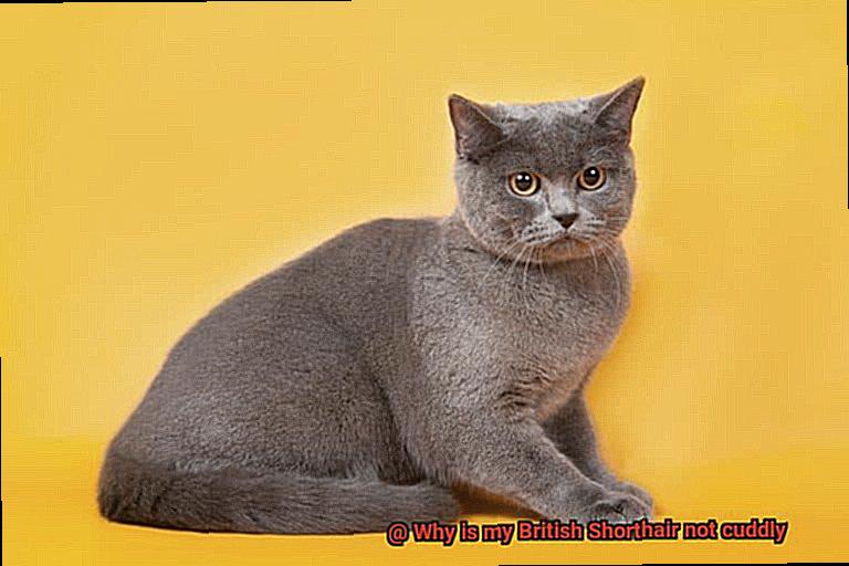Why is my British Shorthair not cuddly-5