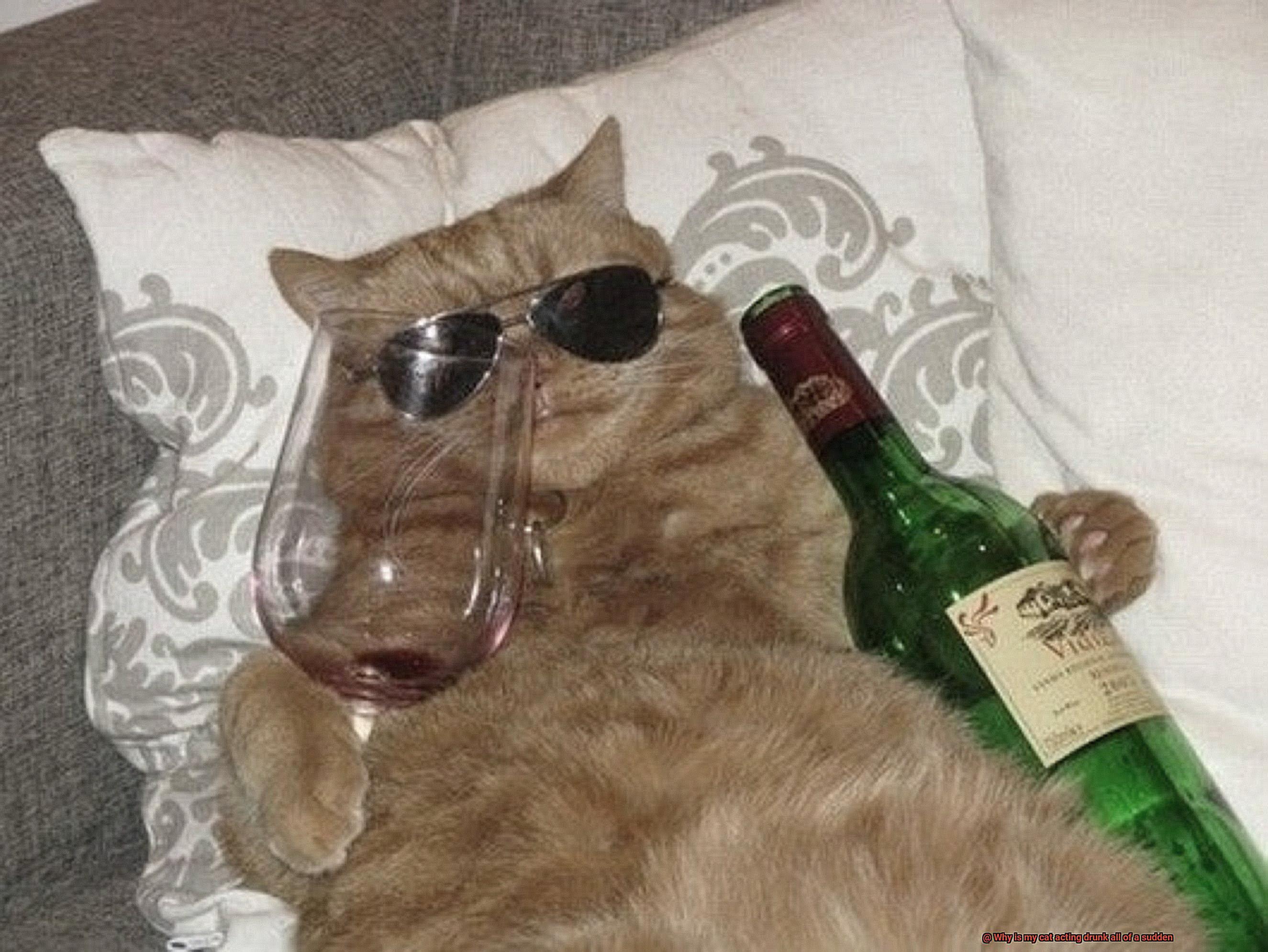 Why is my cat acting drunk all of a sudden-8