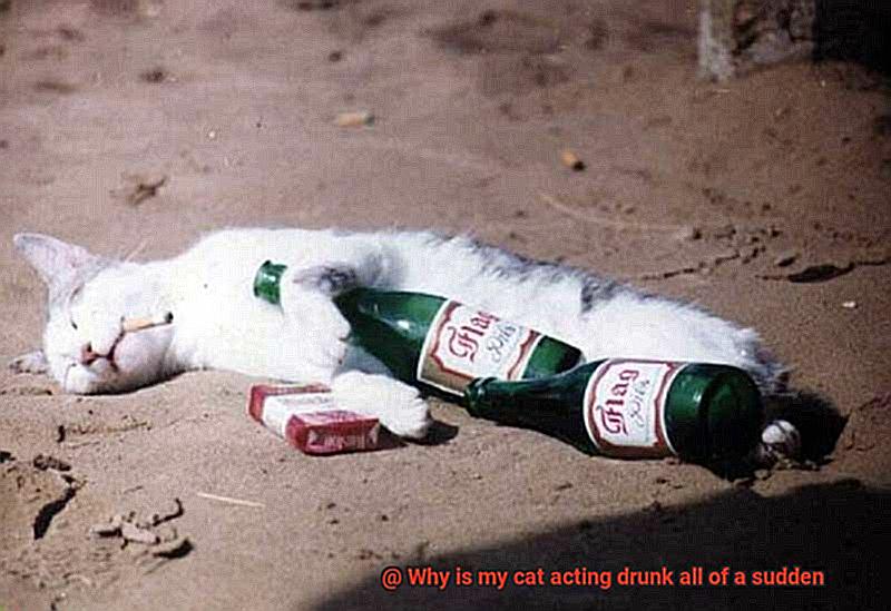 Why is my cat acting drunk all of a sudden-2