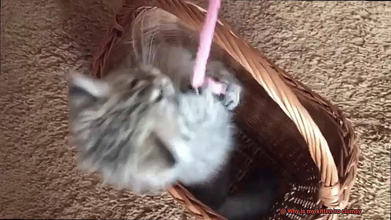 Why is my kitten so clumsy-4