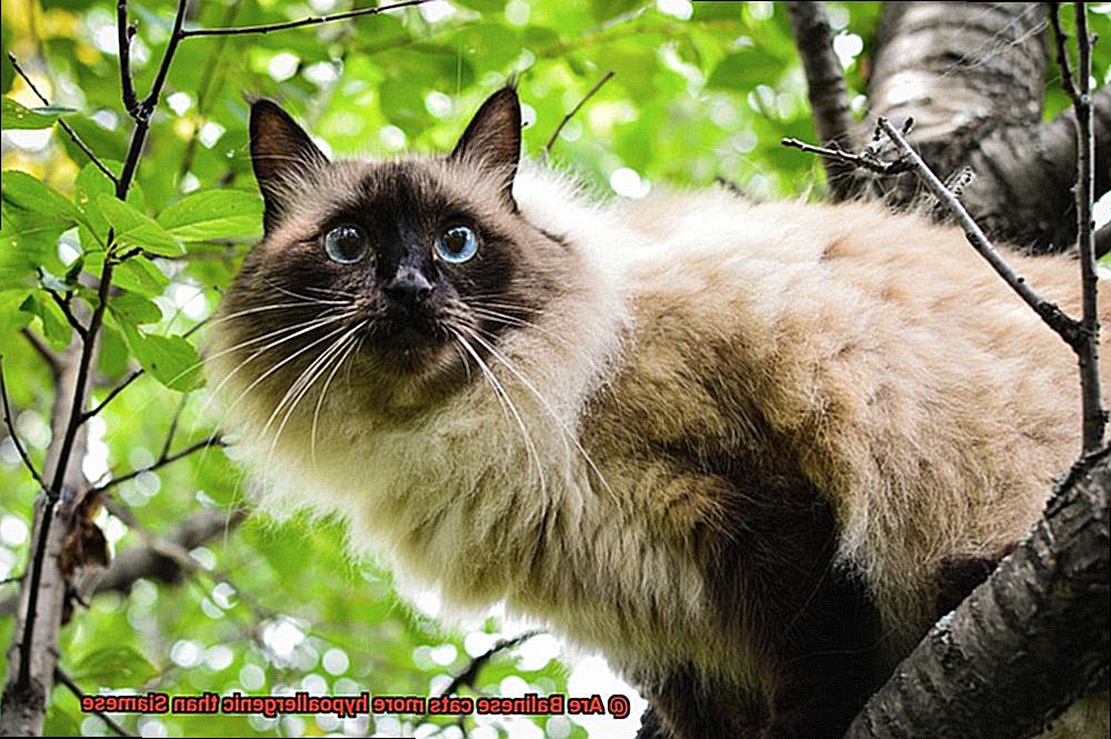 Are Balinese cats more hypoallergenic than Siamese-2