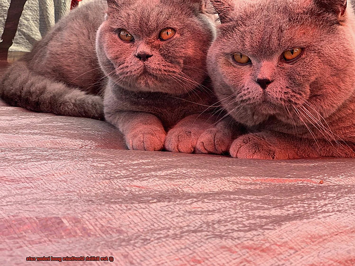 Are British Shorthairs good indoor cats-2