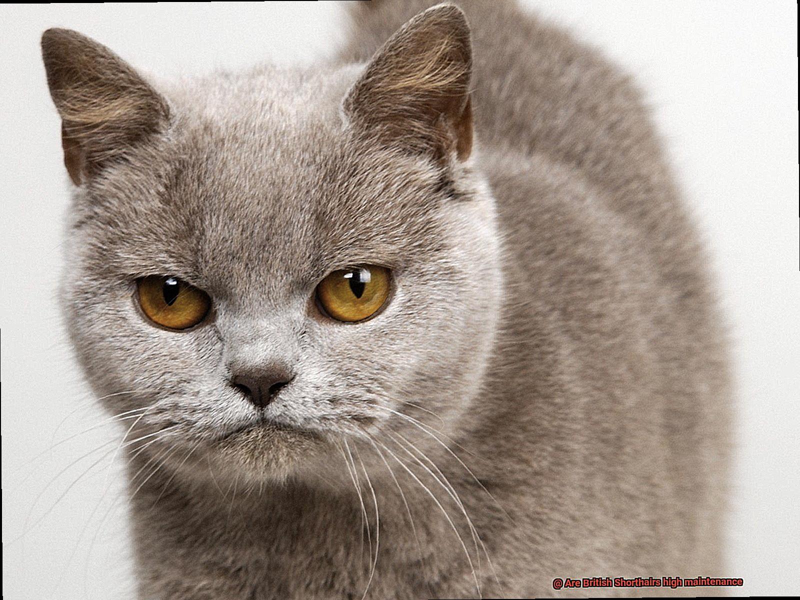 Are British Shorthairs high maintenance-3