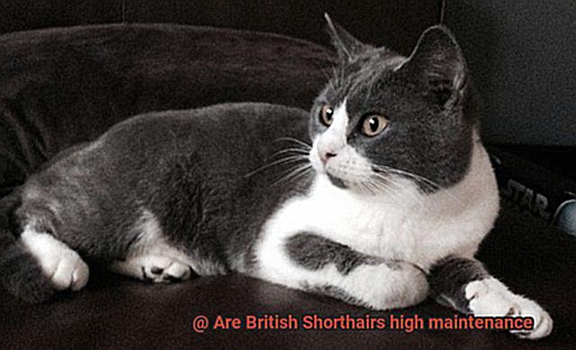 Are British Shorthairs high maintenance-2