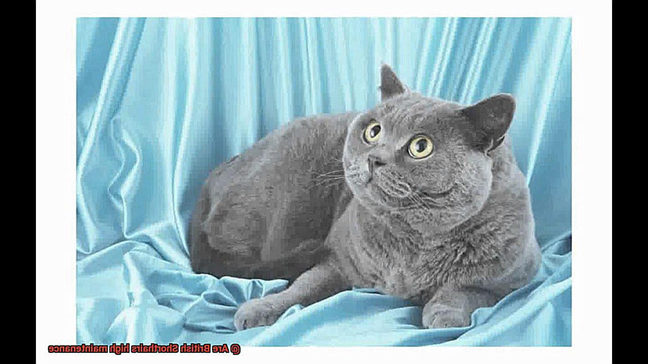Are British Shorthairs high maintenance-2